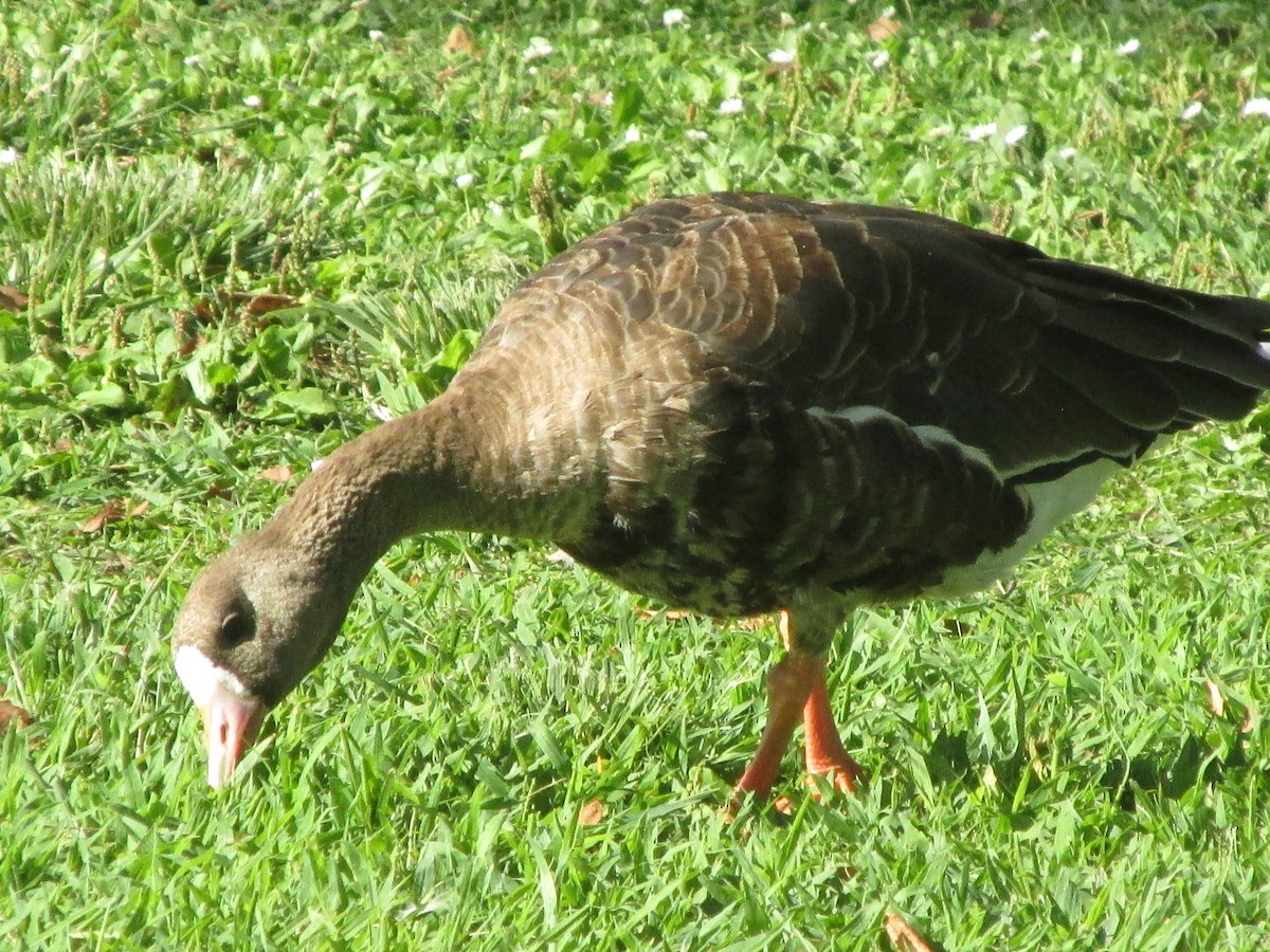 Greater White-fronted Goose - ML34681611