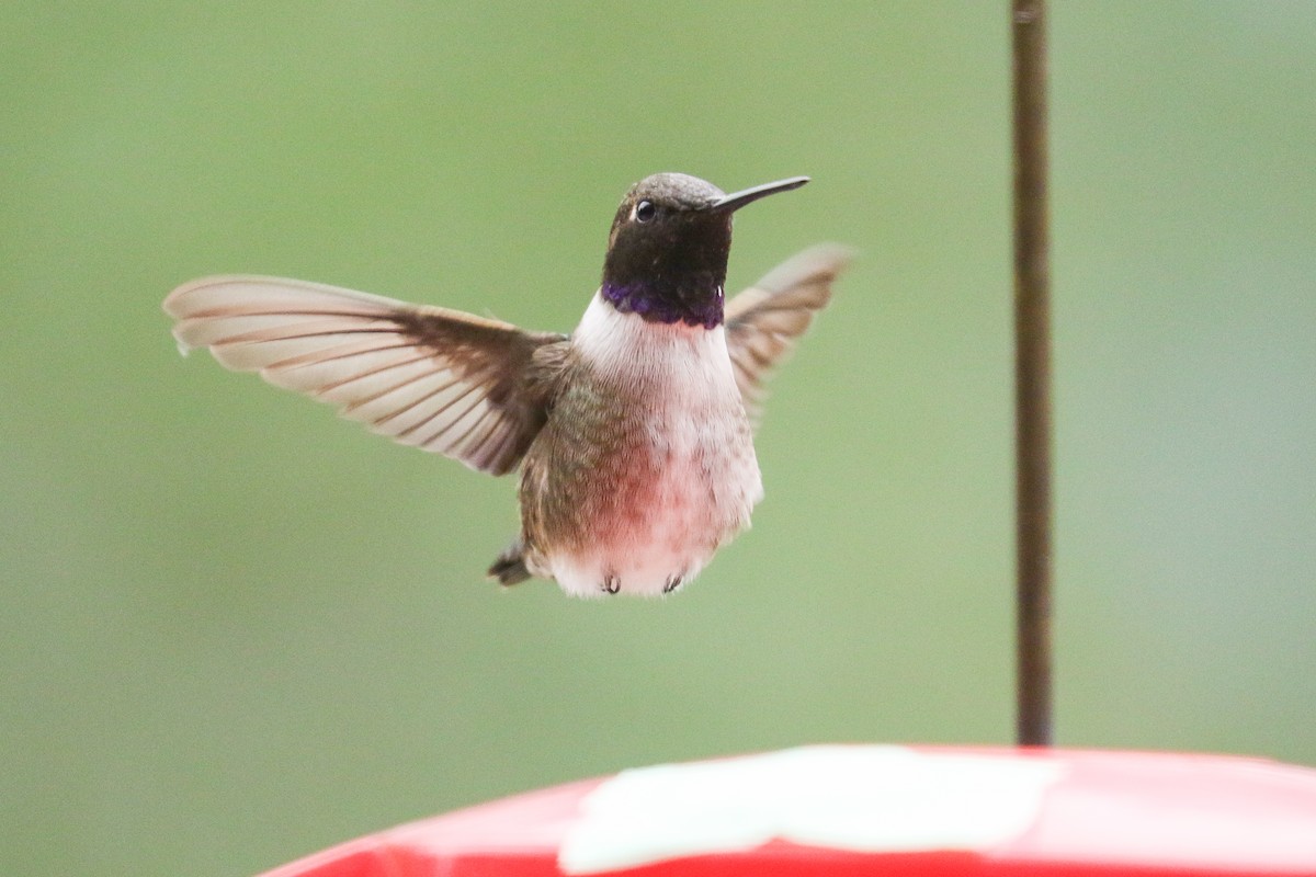 Black-chinned Hummingbird - Ethan Denton