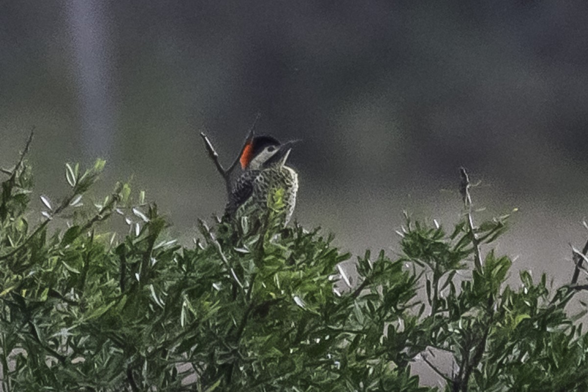 Green-barred Woodpecker - ML346823791