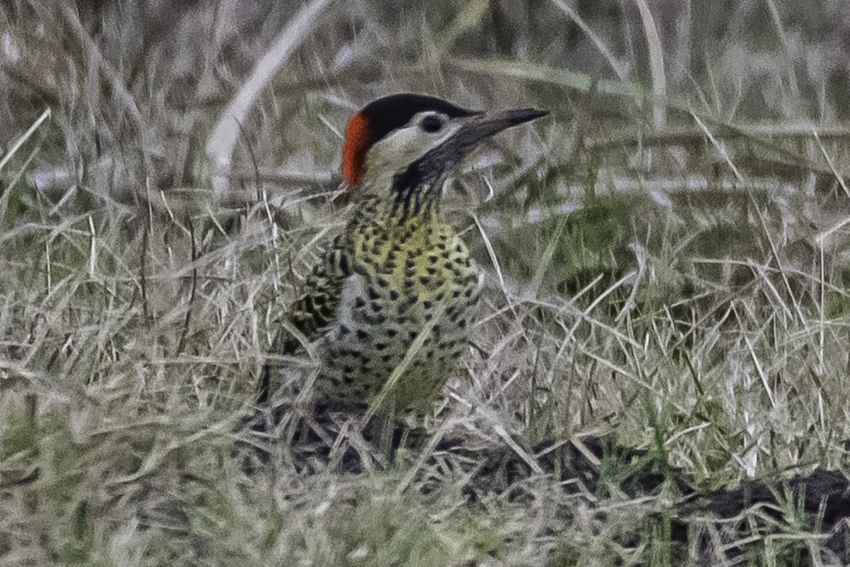 Green-barred Woodpecker - ML346823801