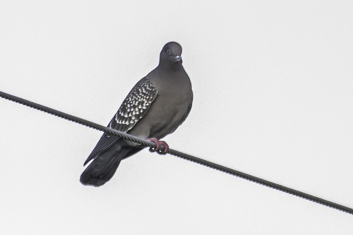 Spot-winged Pigeon - ML346823901