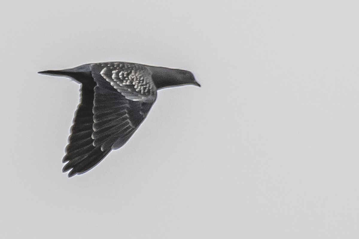Spot-winged Pigeon - ML346823921