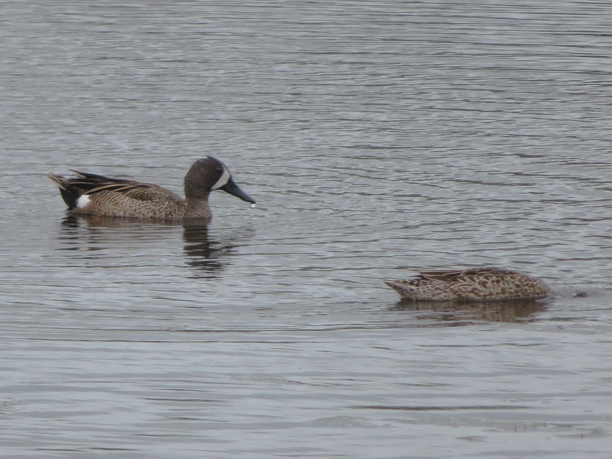 Blue-winged Teal - ML346825151