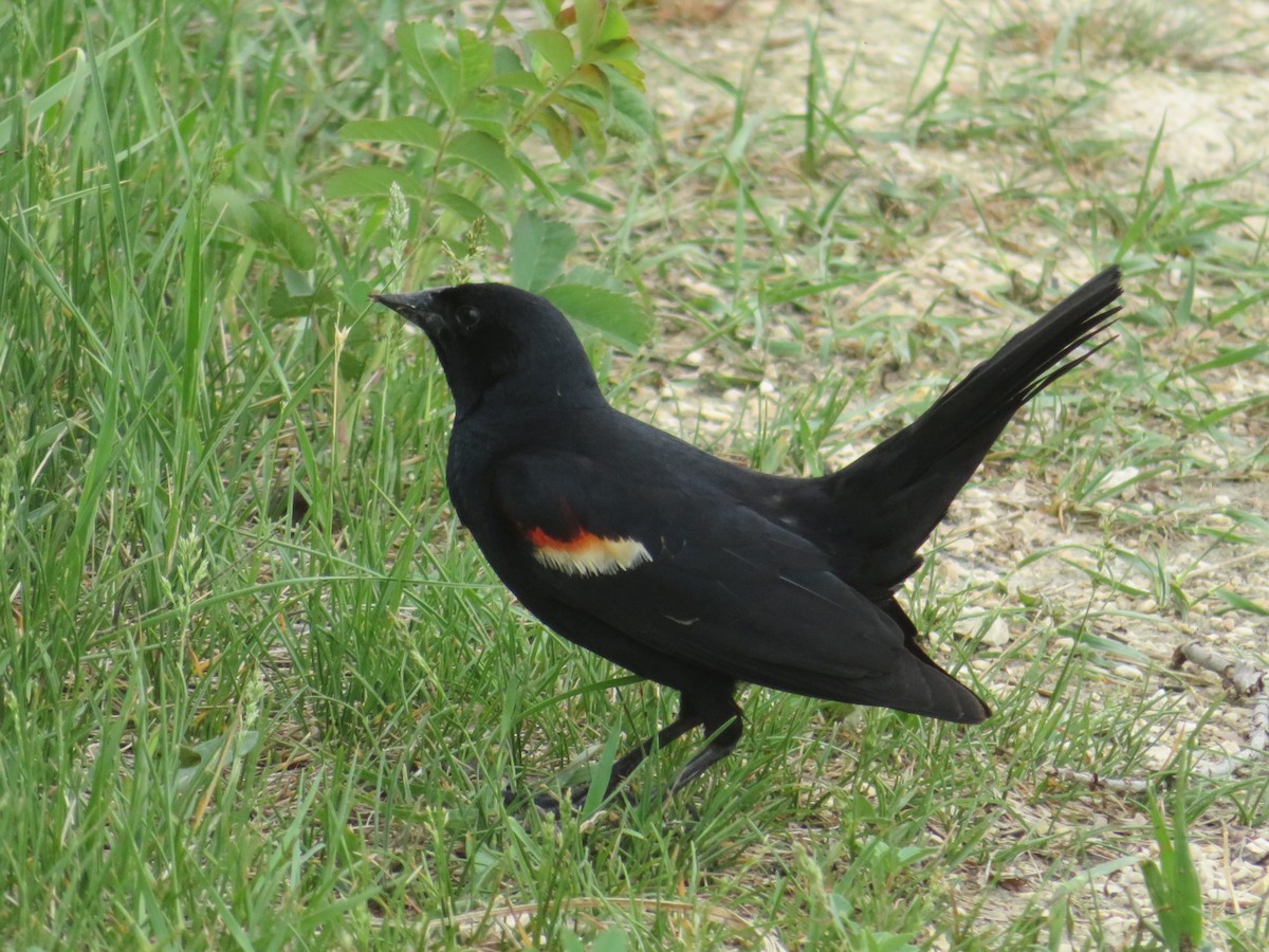 Red-winged Blackbird - ML346825531