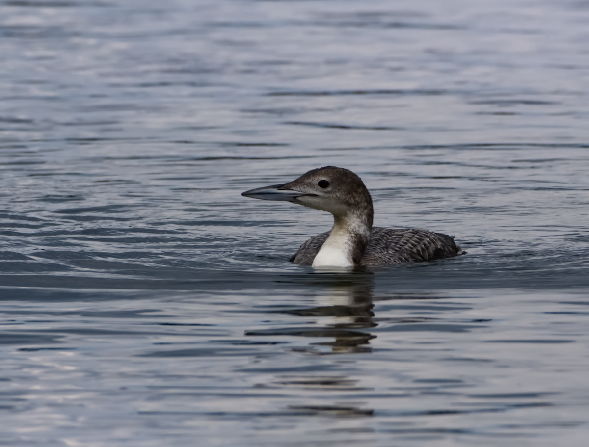 eBird Checklist - 9 Jun 2021 - Greers Ferry Lake--Heber Springs ...