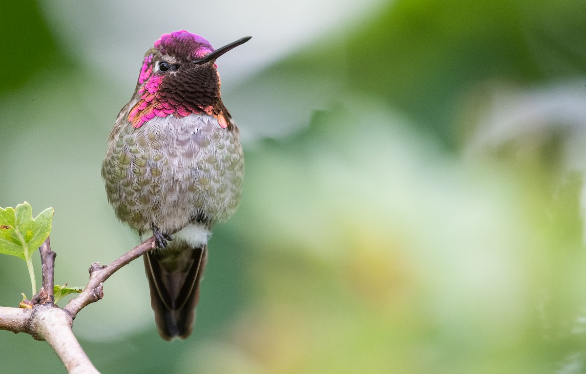 Anna's Hummingbird - ML346832811