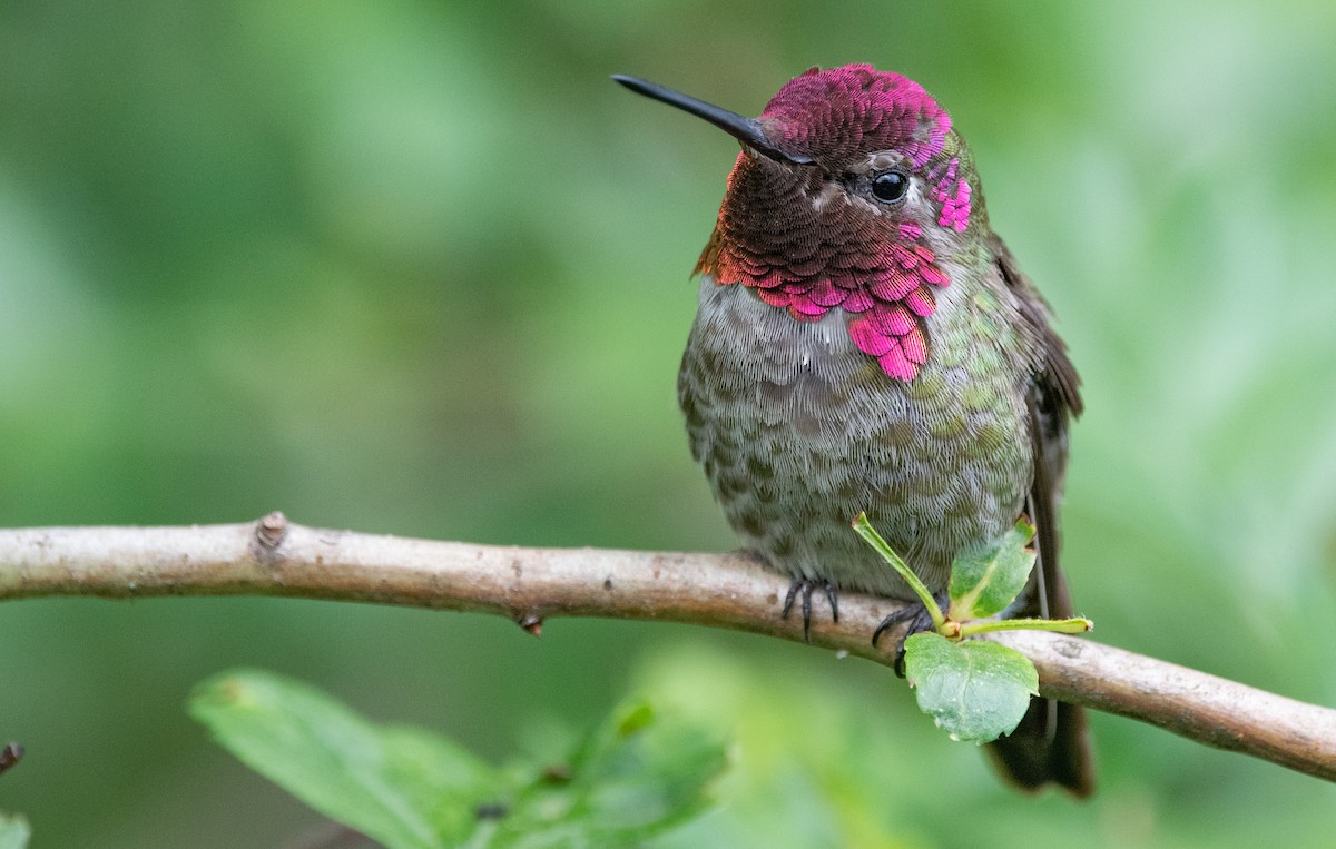 Anna's Hummingbird - ML346833541