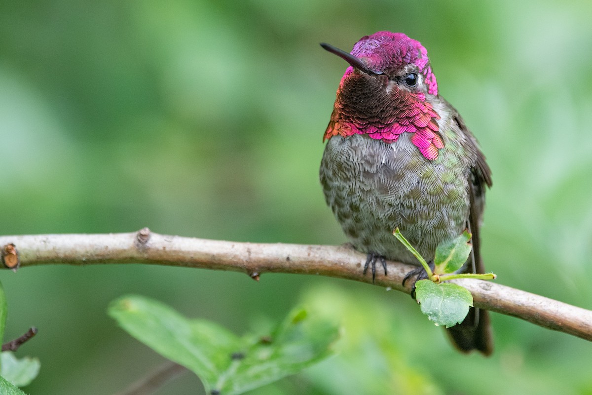 Anna's Hummingbird - ML346833551