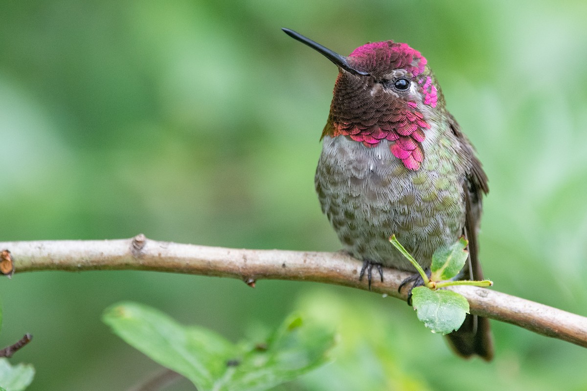 Anna's Hummingbird - ML346833561