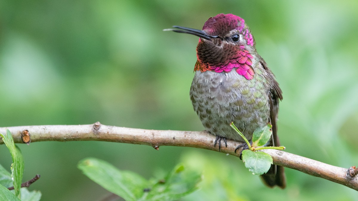 Anna's Hummingbird - ML346833611