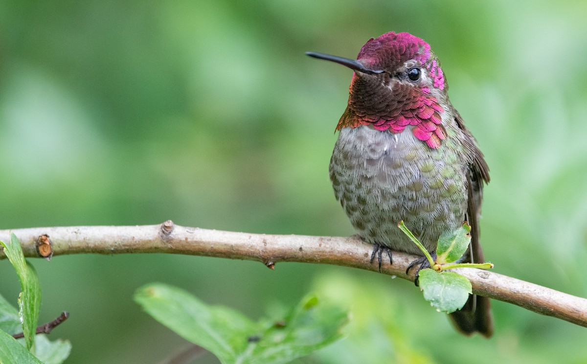 Anna's Hummingbird - ML346833621