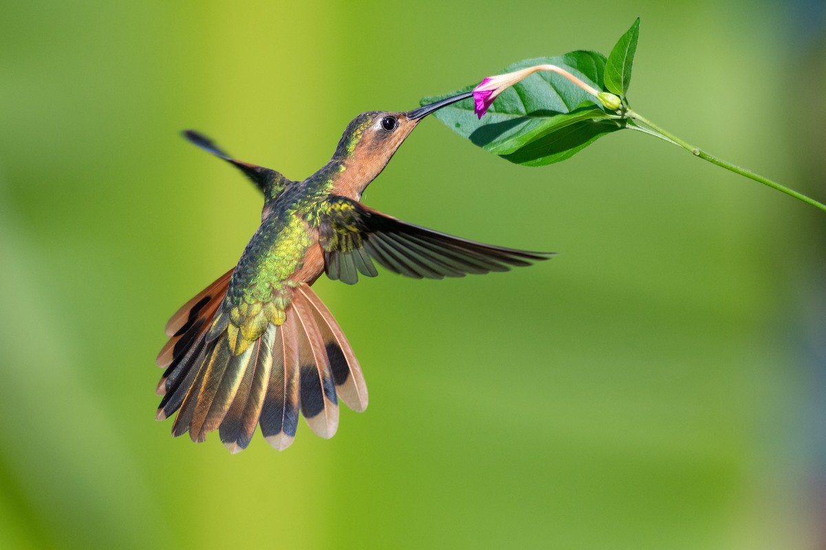 kolibřík pestroocasý - ML346834151