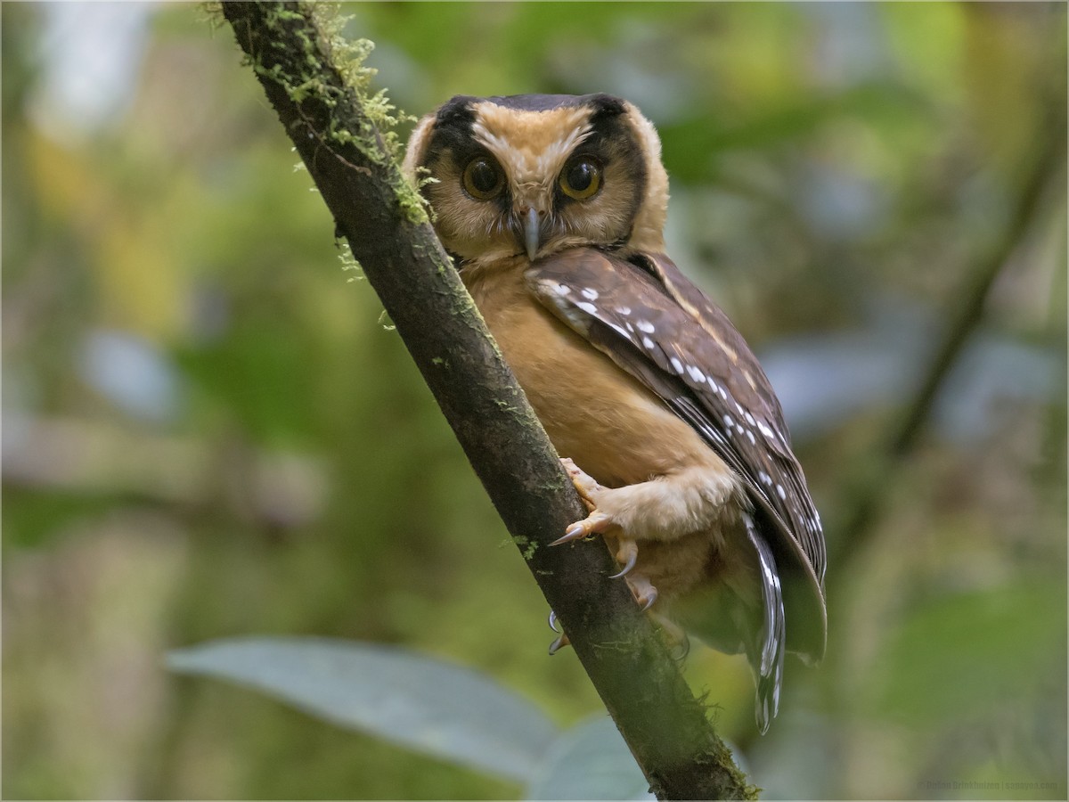 Buff-fronted Owl - ML346840401