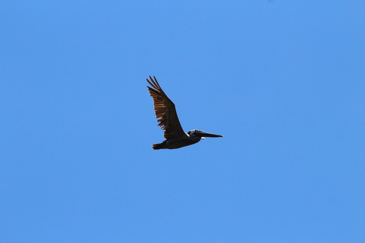 Brown Pelican (Atlantic) - Sequoia Wrens