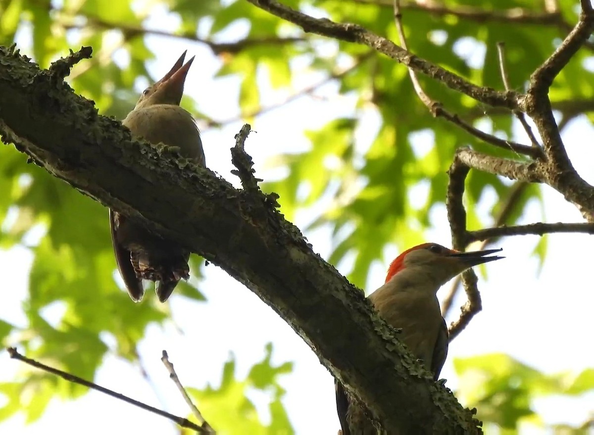 Red-bellied Woodpecker - Dan O'Brien