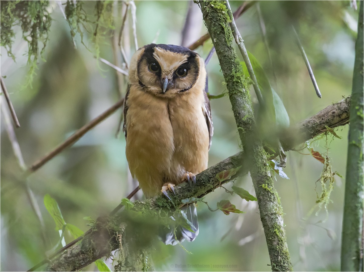 Buff-fronted Owl - ML346848381