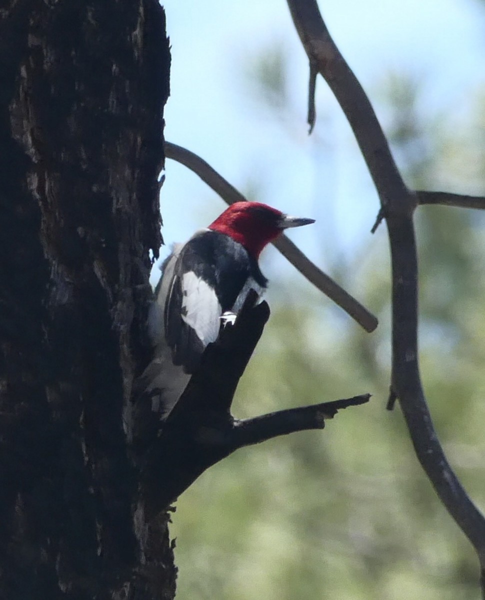 Red-headed Woodpecker - Kirsti Aamodt