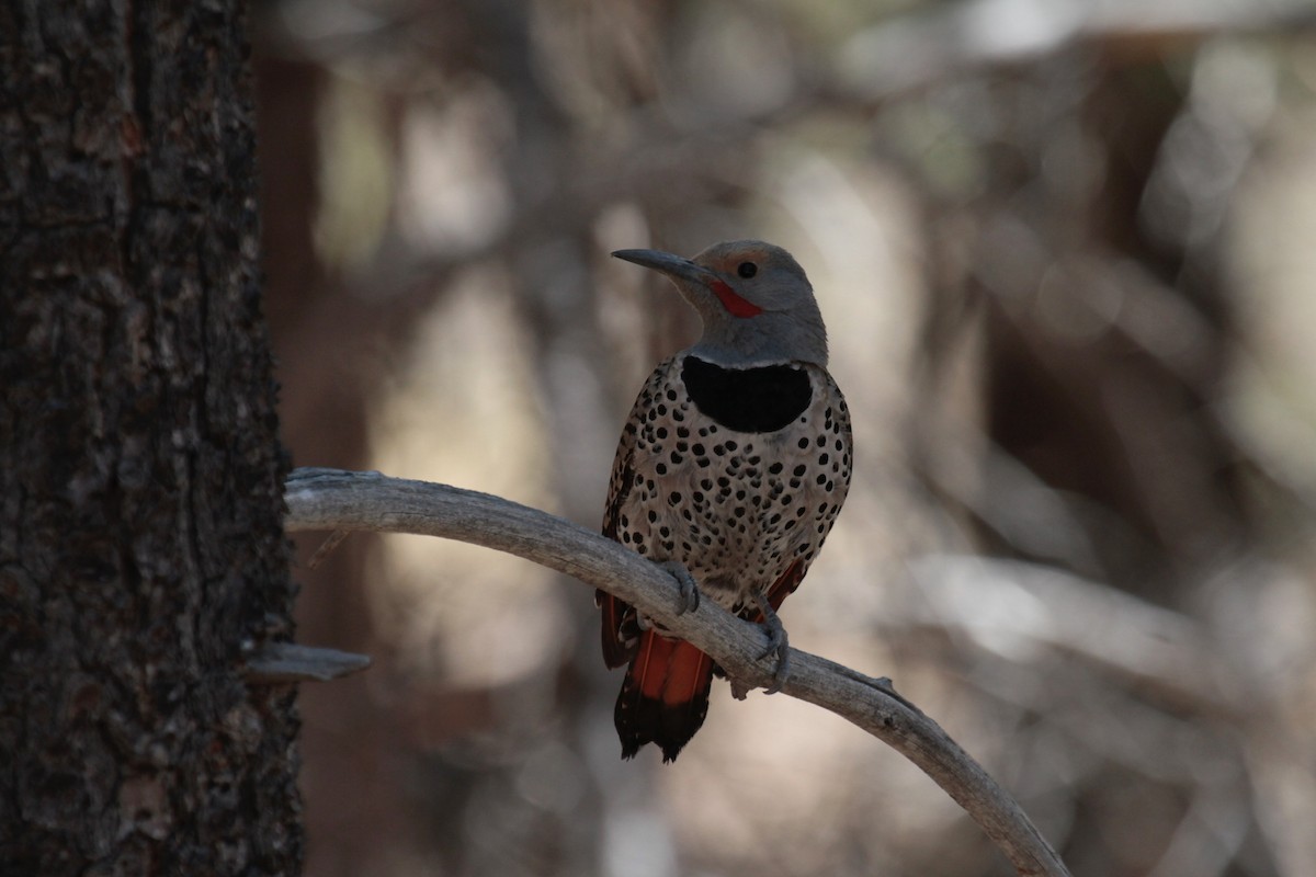 Northern Flicker (Red-shafted) - ML346851931