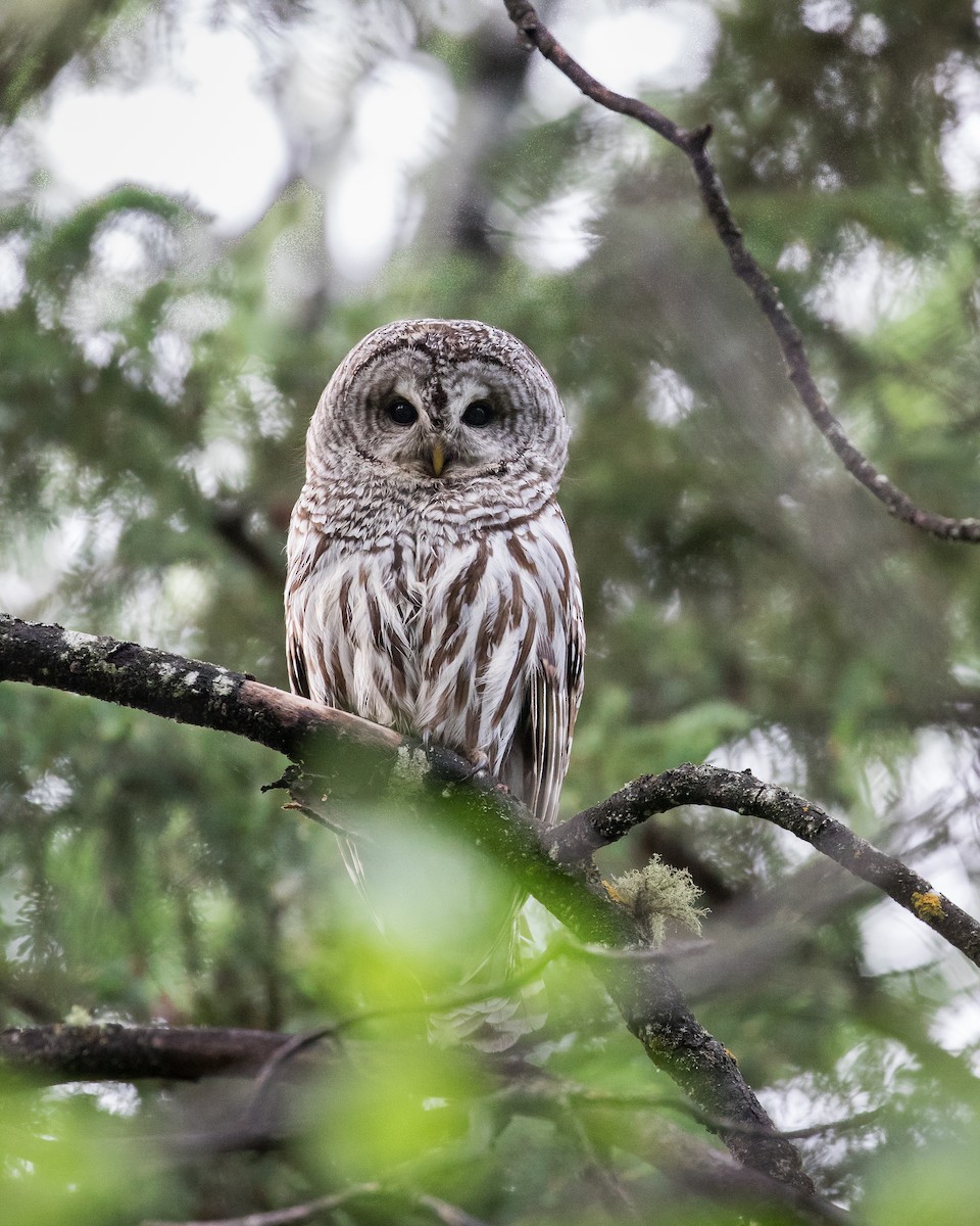 Barred Owl - Dillon B