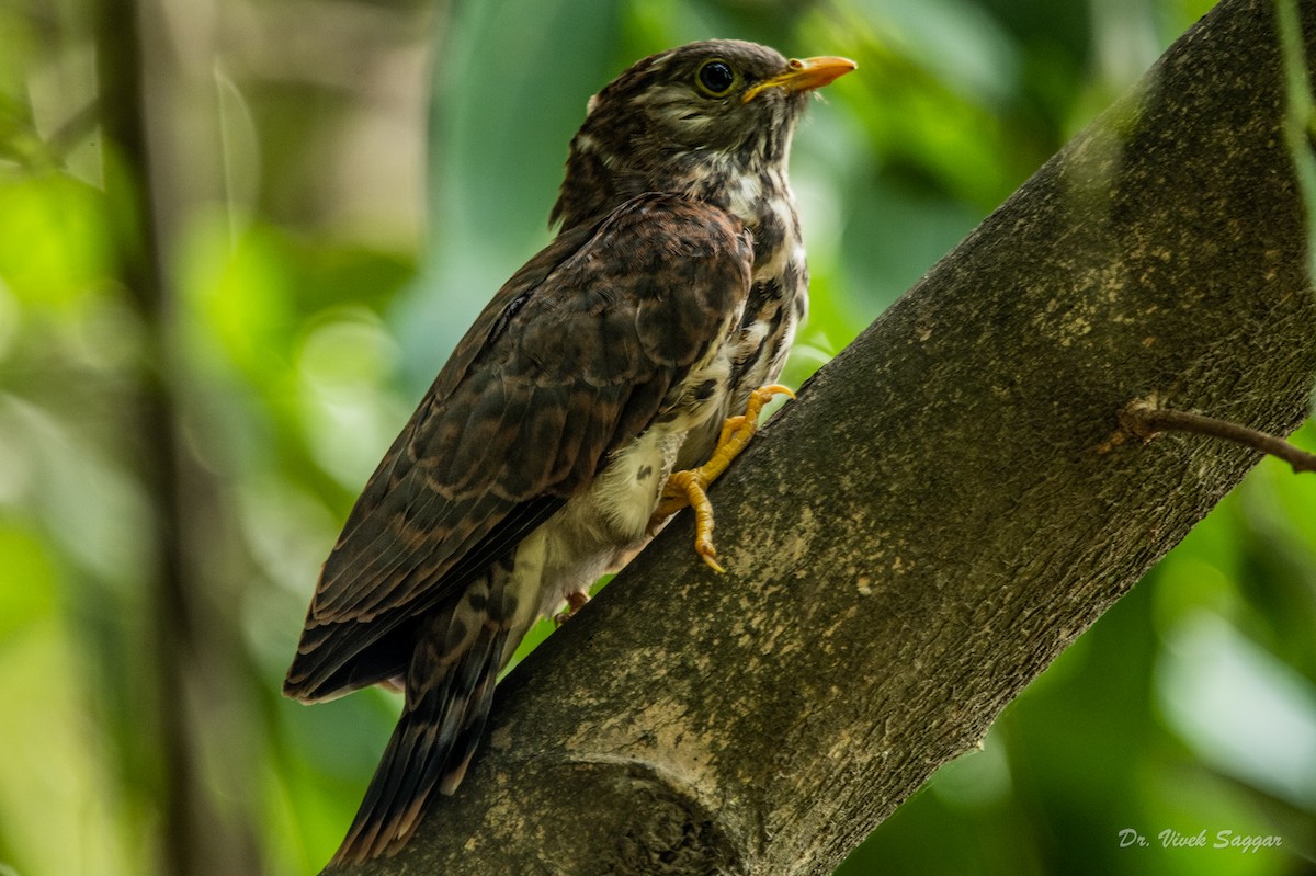 Common Hawk-Cuckoo - Vivek Saggar