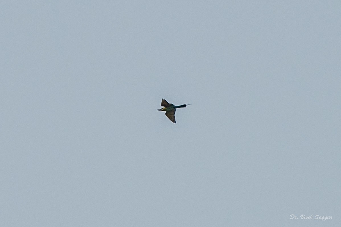 Blue-tailed Bee-eater - Vivek Saggar