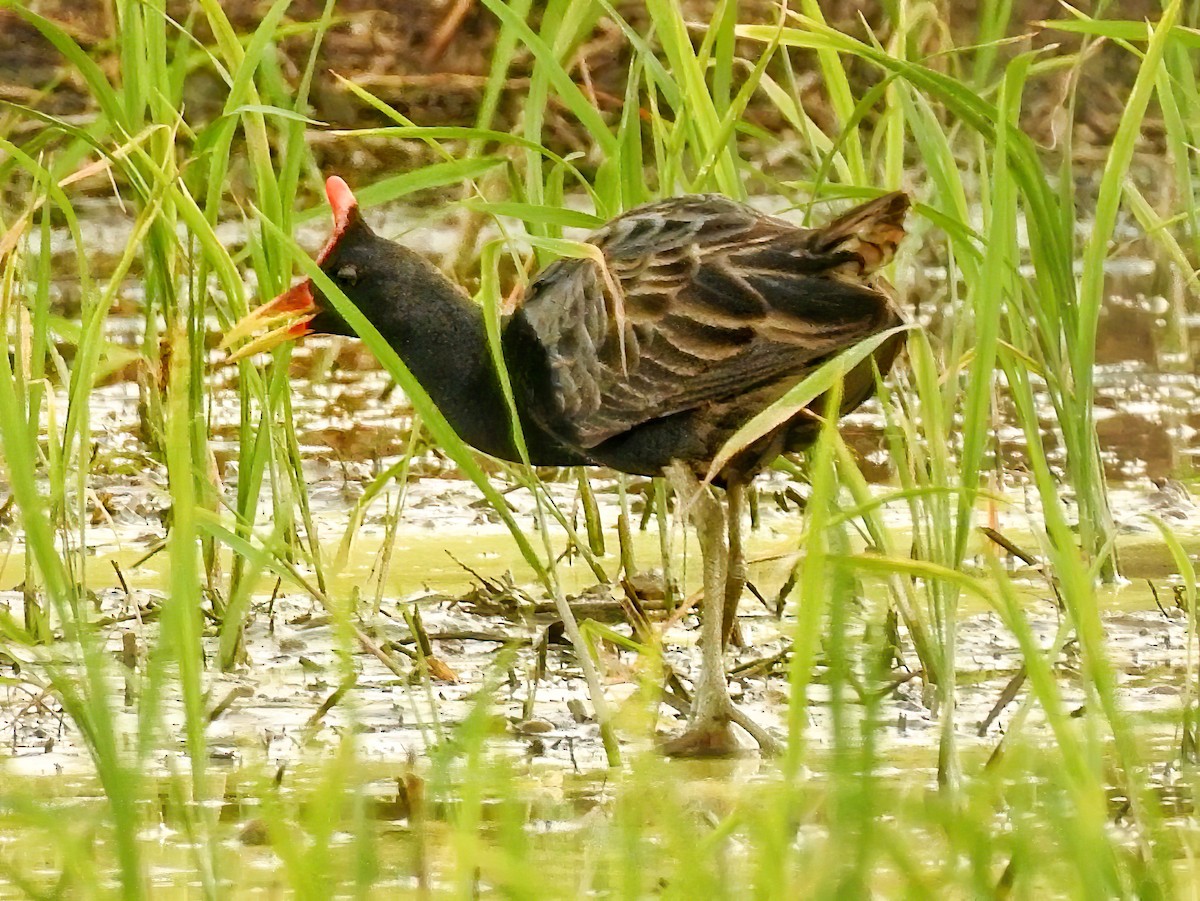 Watercock - R Thapar