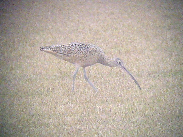Long-billed Curlew - Paul Conover