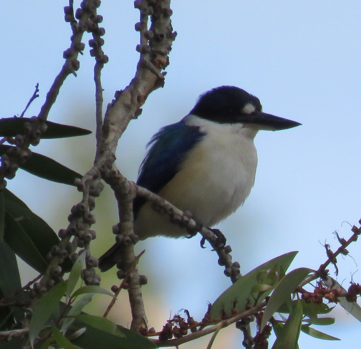 Forest Kingfisher - ML346877401
