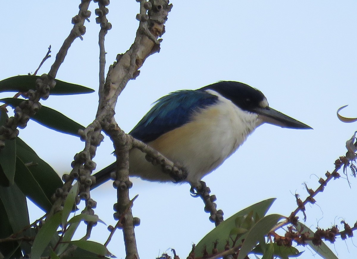 Forest Kingfisher - ML346877441