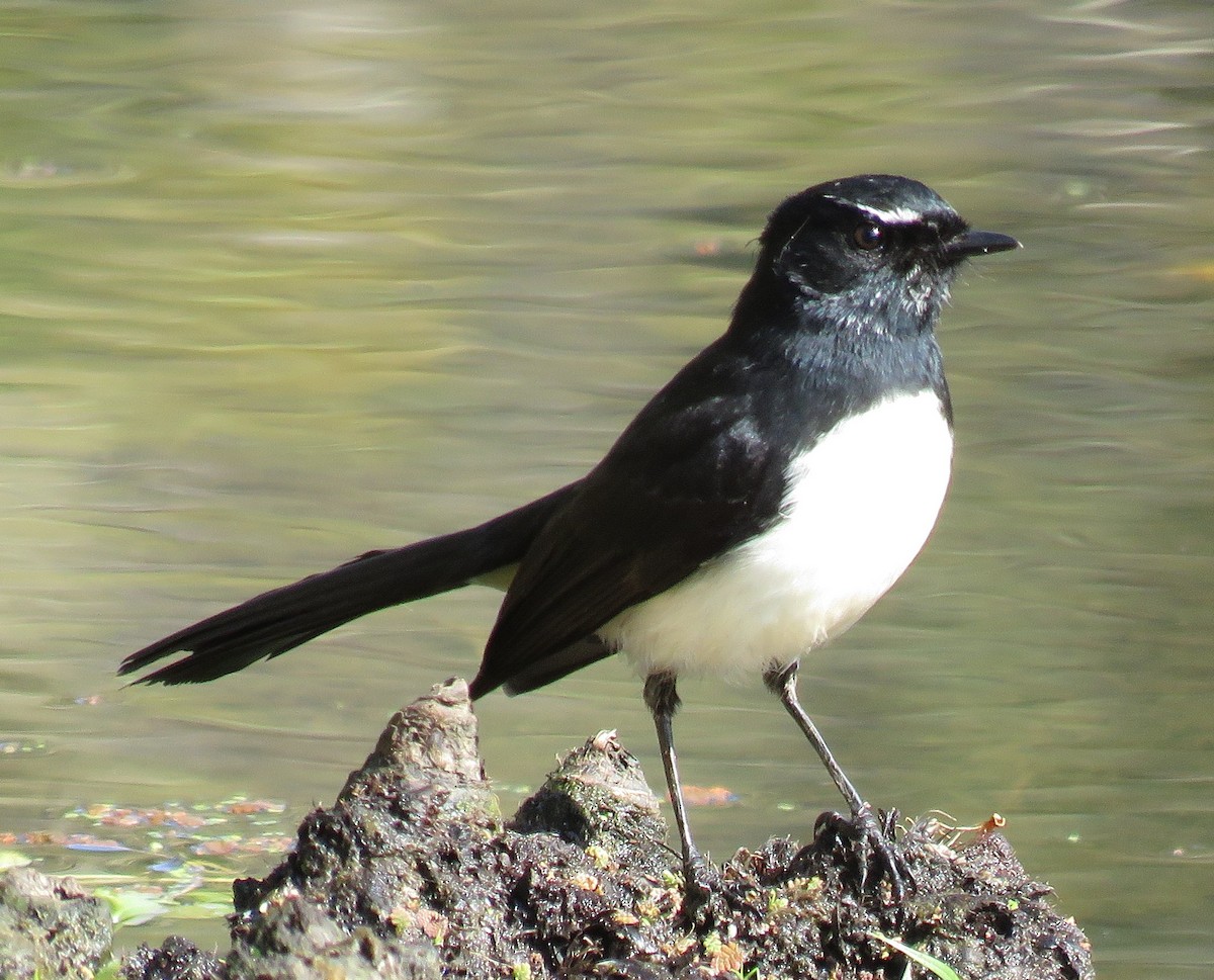 Willie-wagtail - ML346877751