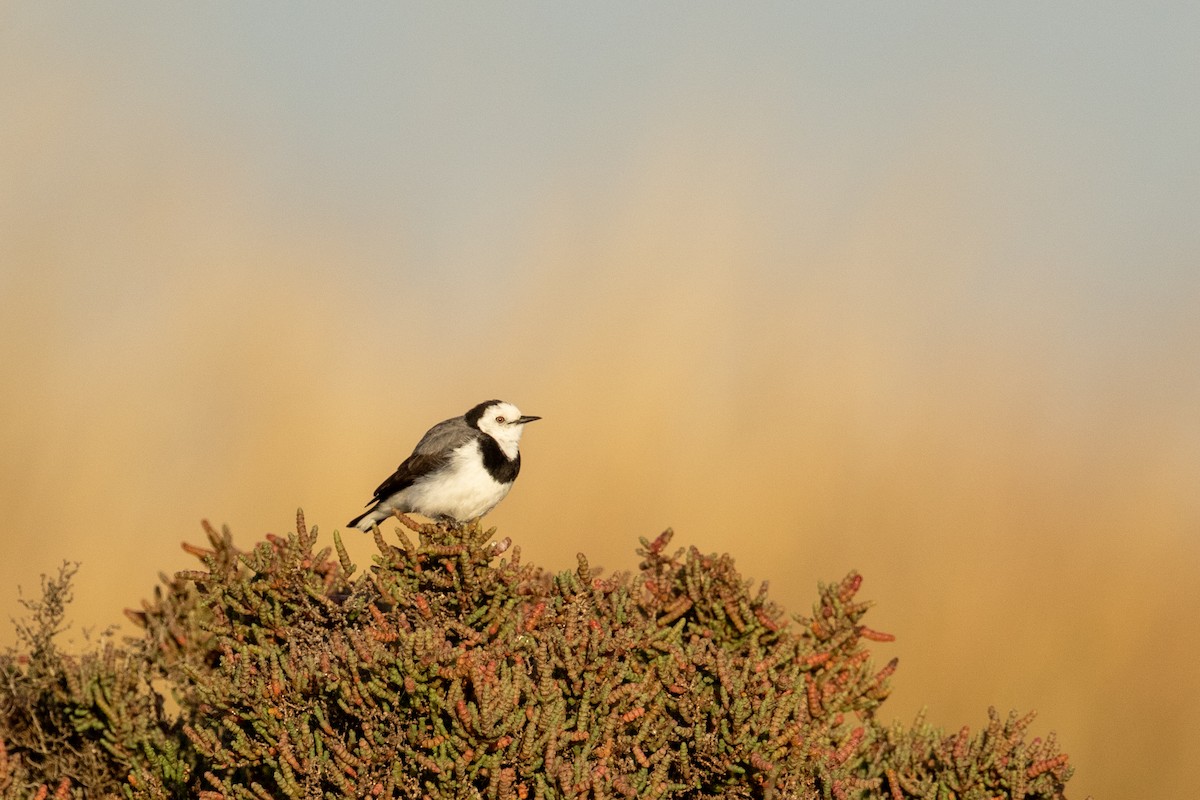 White-fronted Chat - ML346879221