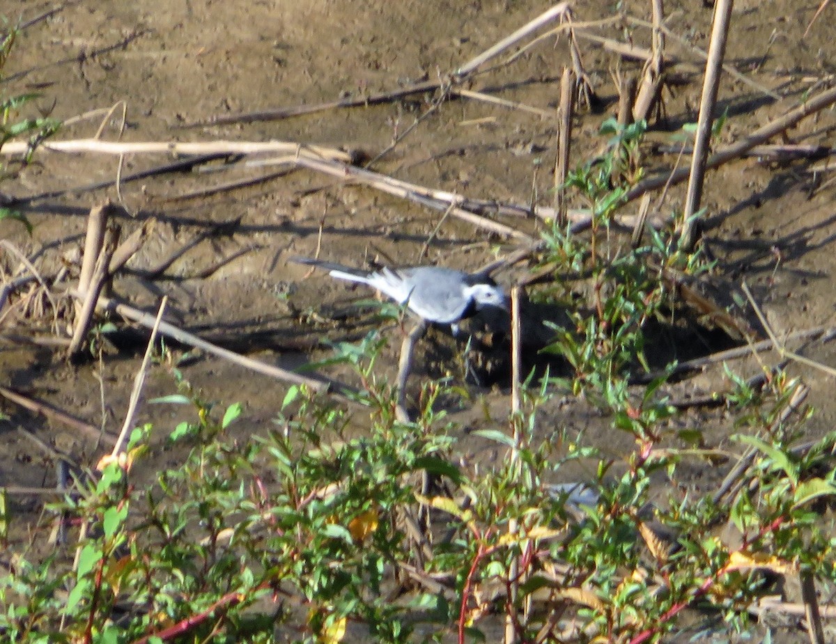 White Wagtail (White-faced) - ML346881291
