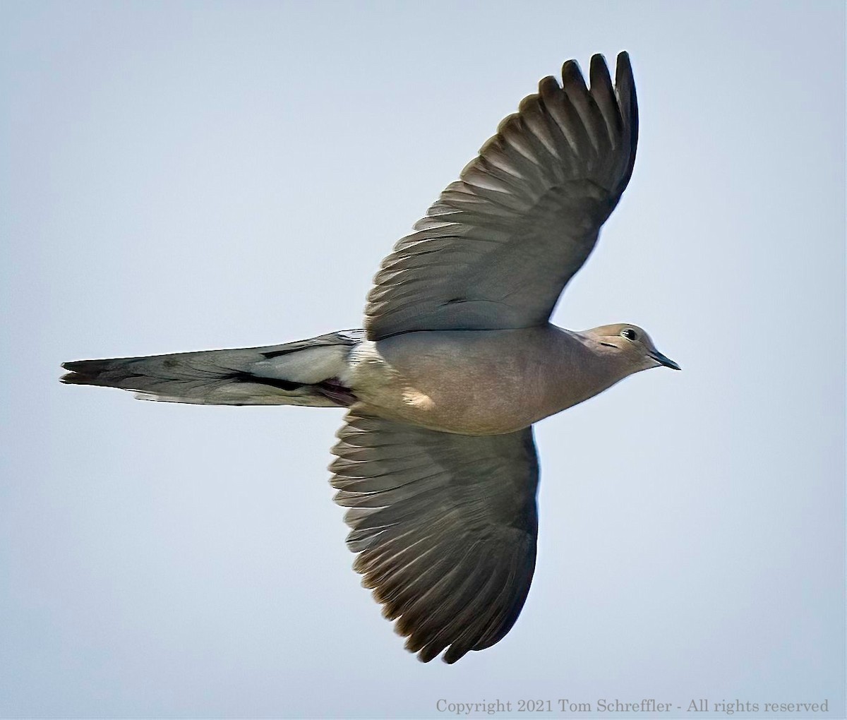 eBird Checklist - 9 Jun 2021 - Woodsom Farm - 24 species