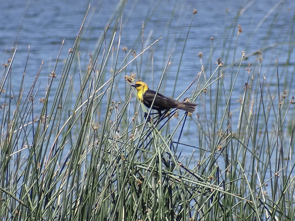 Yellow-headed Blackbird - ML346884871