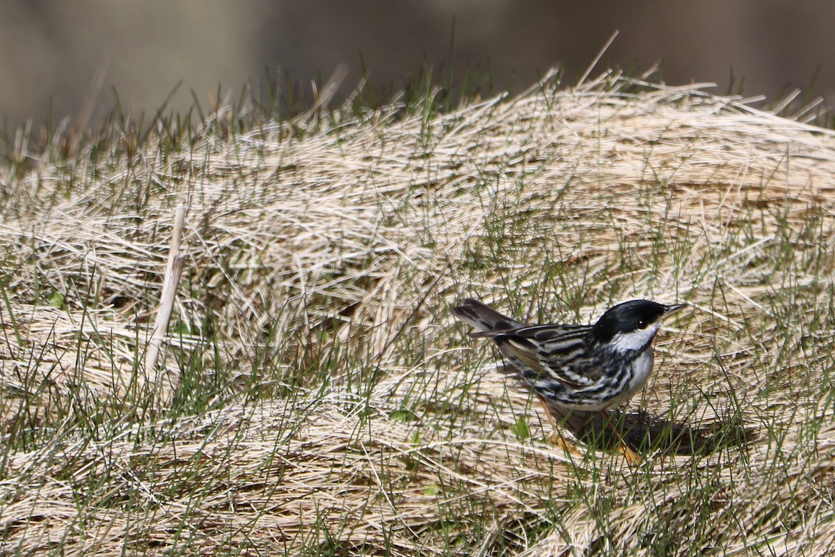 Blackpoll Warbler - Fred & Colleen Wood