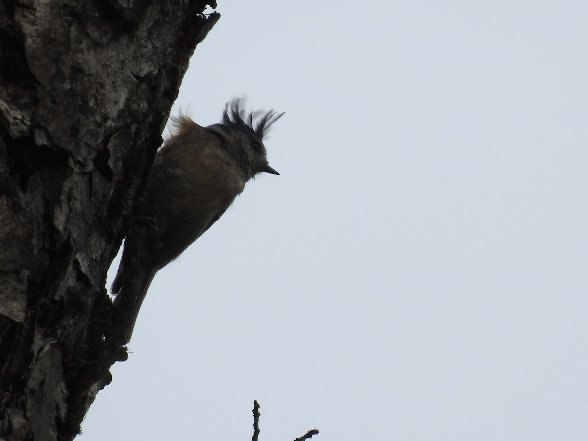 Gray-crested Tit - ML346886251
