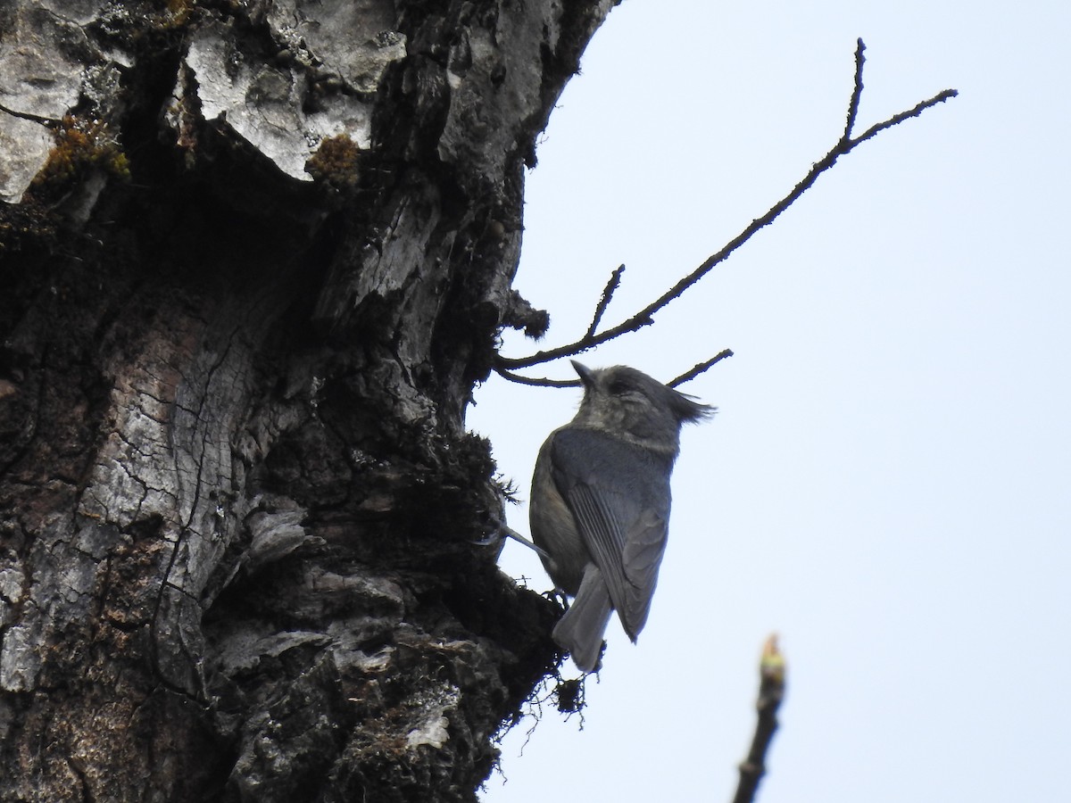 Gray-crested Tit - ML346886291