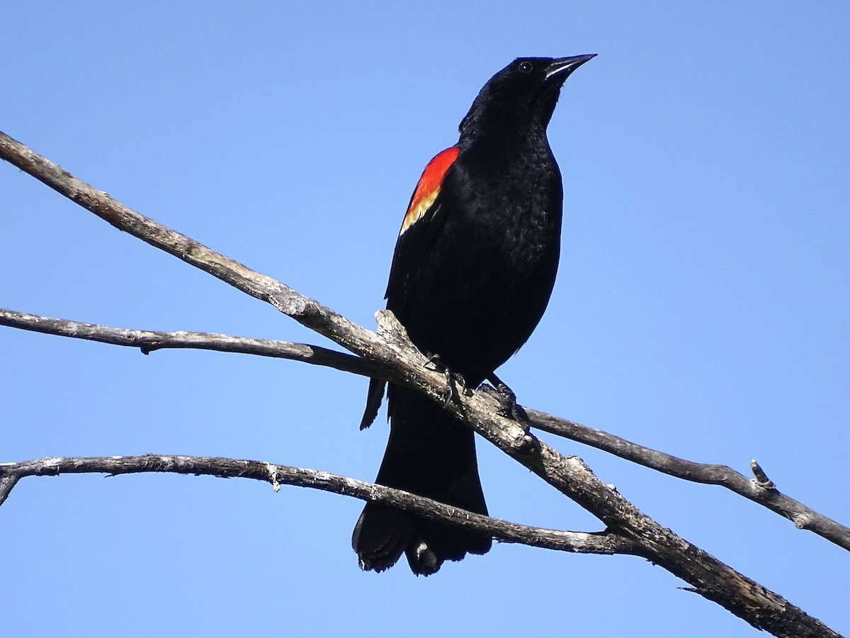 Red-winged Blackbird - Jeffrey Roth