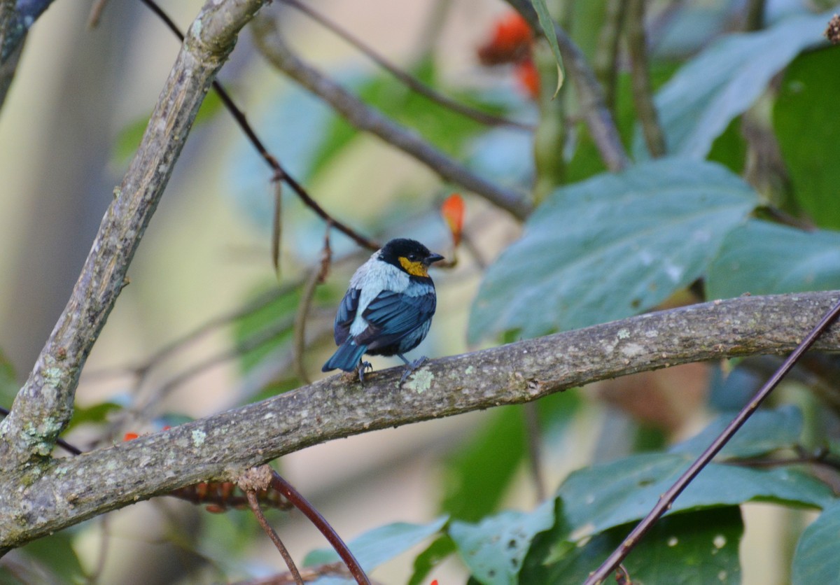 Silvery Tanager - Joan Septembre