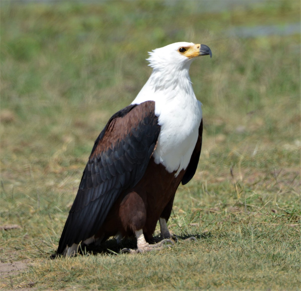 African Fish-Eagle - ML346891341
