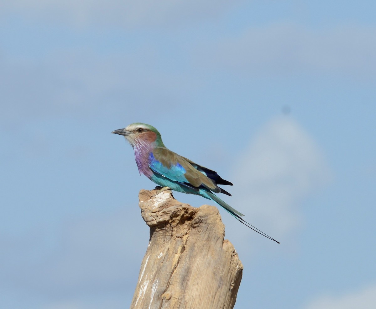 Lilac-breasted Roller - ML346891431