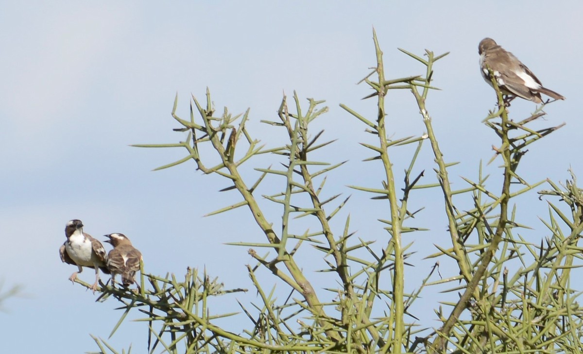 White-browed Sparrow-Weaver - Bertina K