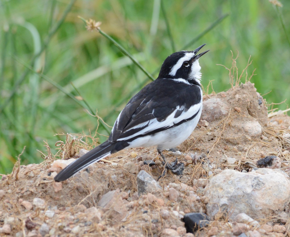African Pied Wagtail - ML346891821