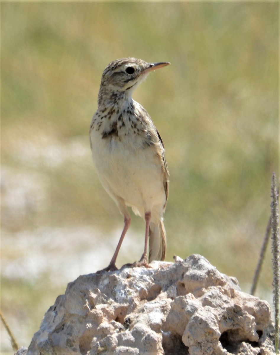 African Pipit - ML346891831