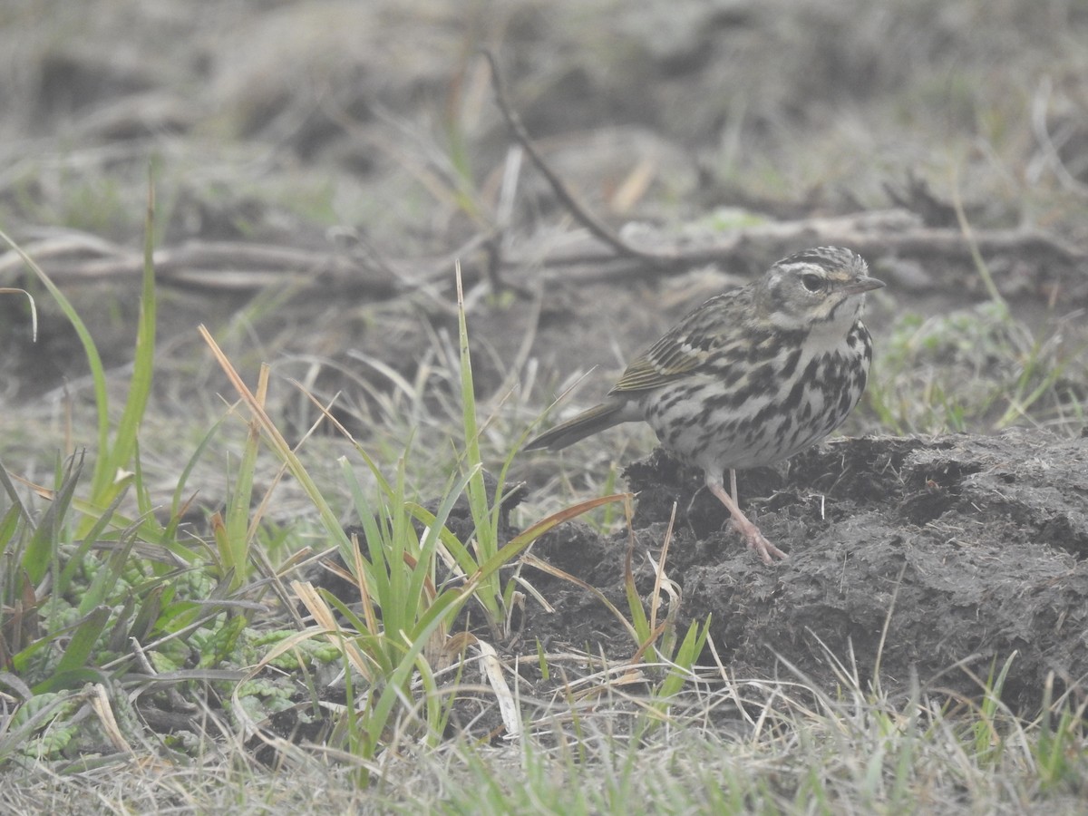 Olive-backed Pipit - ML346897961