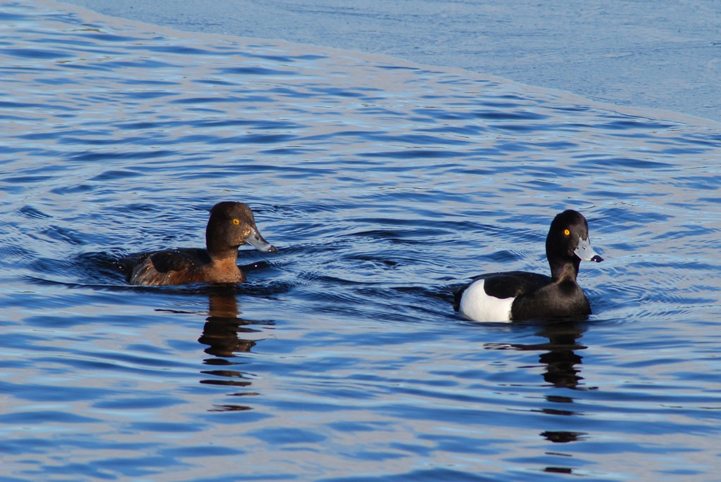 Tufted Duck - ML34689951