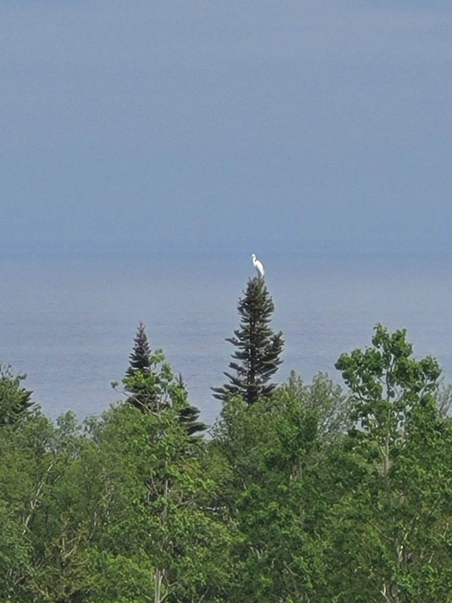 Great Egret - Études des populations  d'oiseaux du Québec