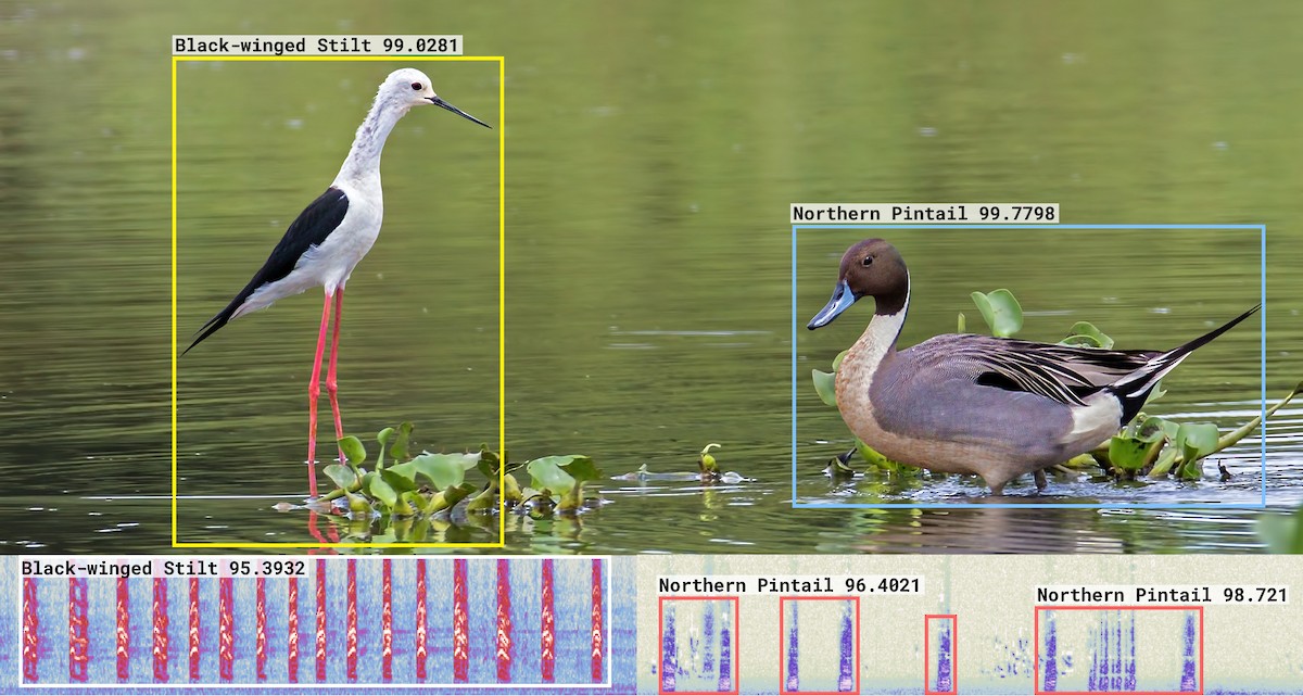 Machine Learning visualization