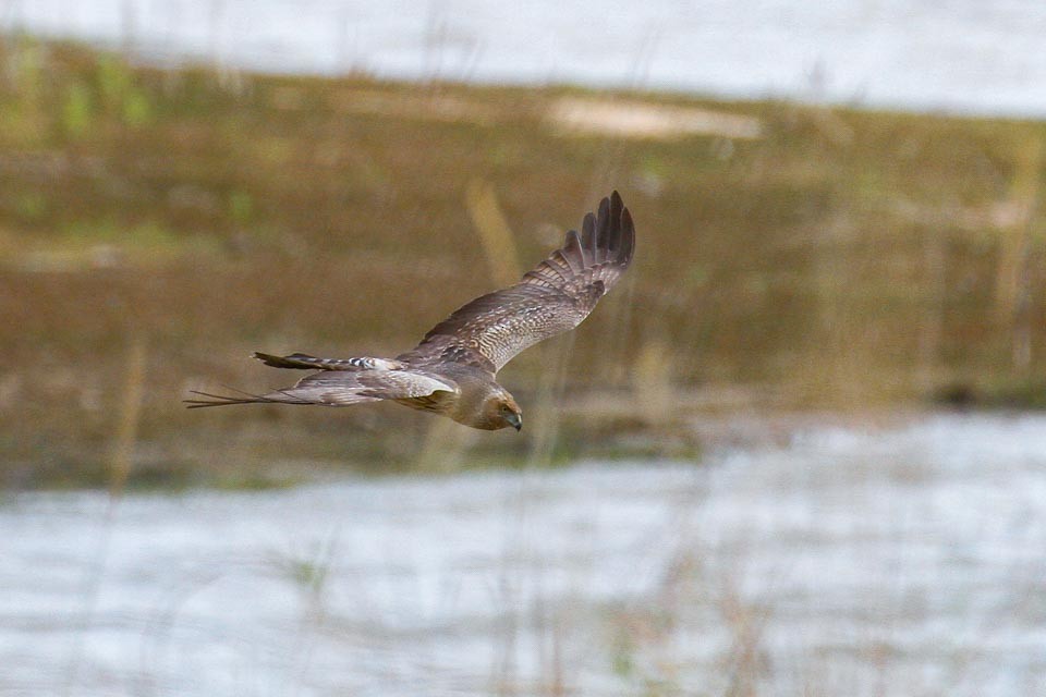 Spotted Harrier - James Kennerley