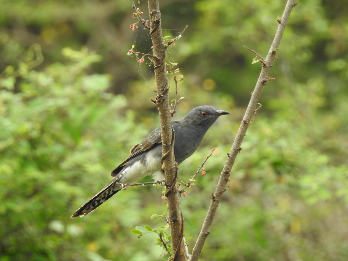 Gray-bellied Cuckoo - ML346902521